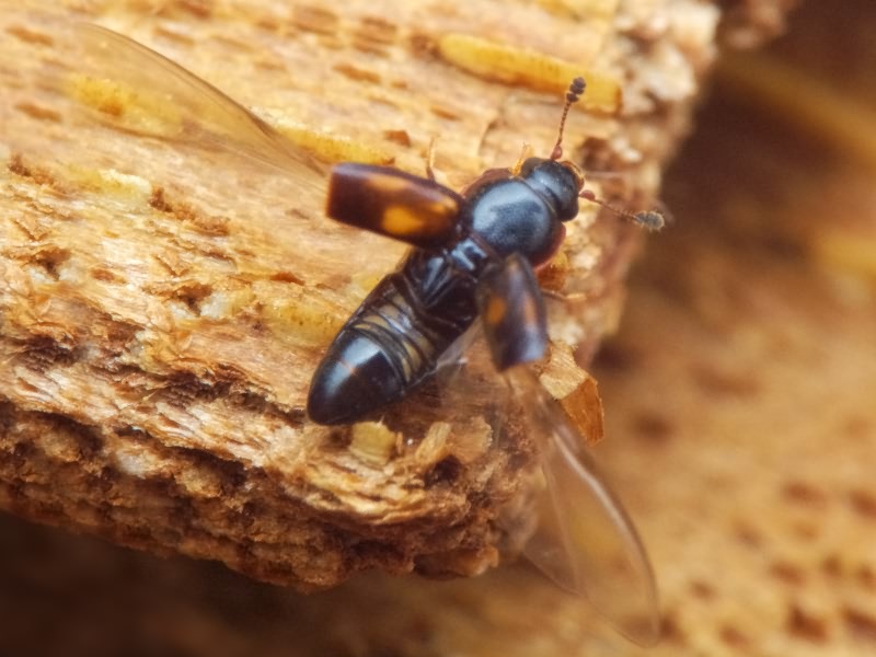Carpophilus sexpustulatus (Fabricius, 1791)